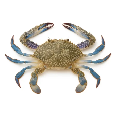 Ketam Bunga