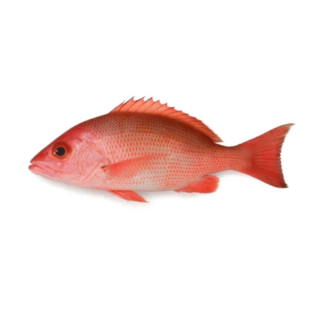 Ikan Merah