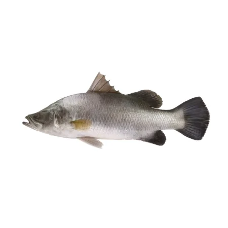 Ikan Siakap