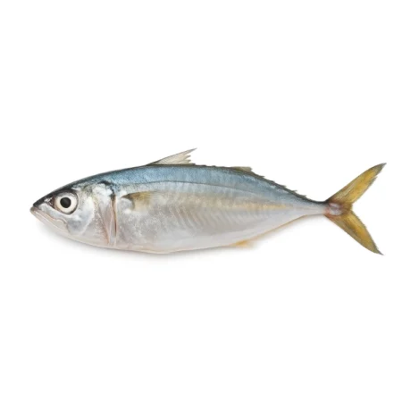 Ikan Pelaling