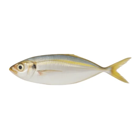 Ikan Selar