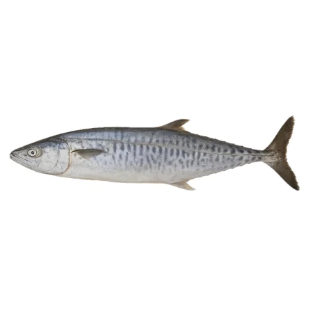 Ikan Tenggiri