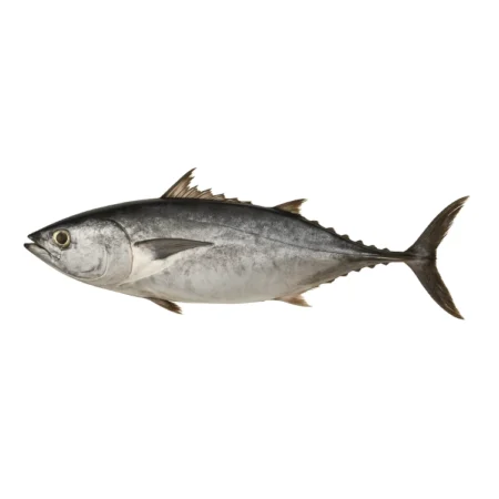 Ikan Tongkol