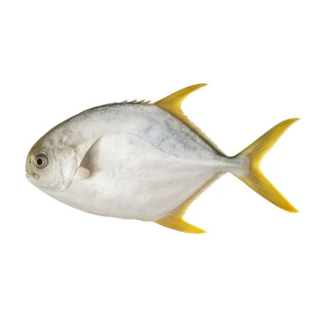 Ikan Bawal Emas