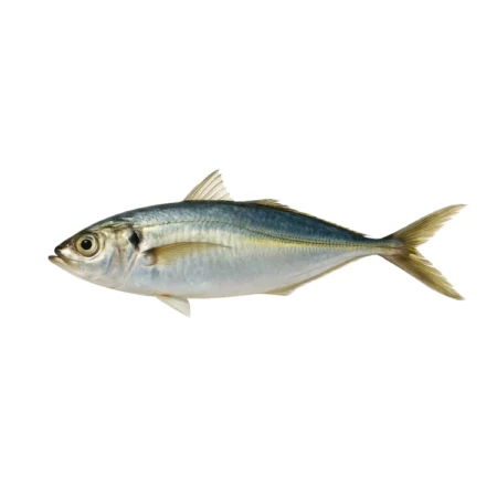 Ikan Selayang