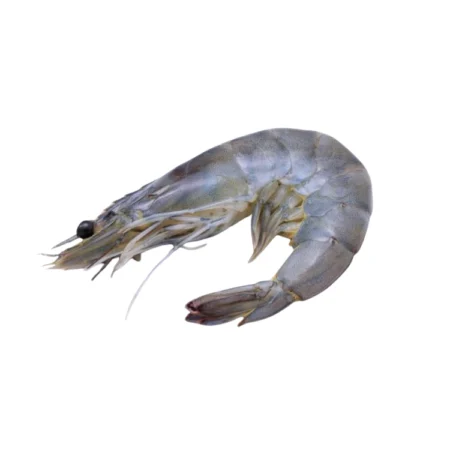 Udang