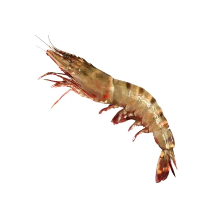 Raja Udang Harimau - King Prawn Tiger (12 Peket)