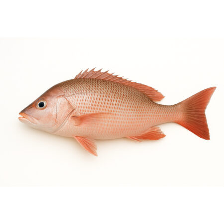 Ikan Jenahak Merah - Red Snapper (20Kg)
