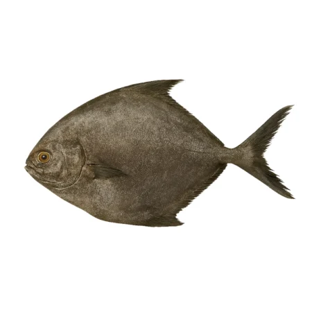 Ikan Bawal Hitam