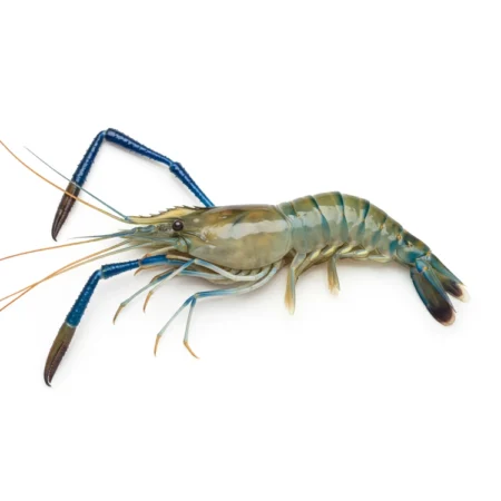 Udang Galah