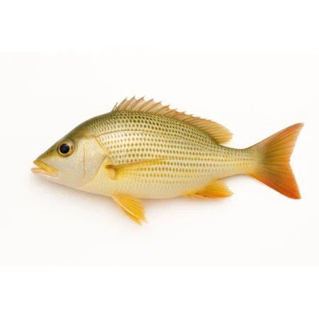 Ikan Jenahak Emas - Golden Snapper (15Kg)