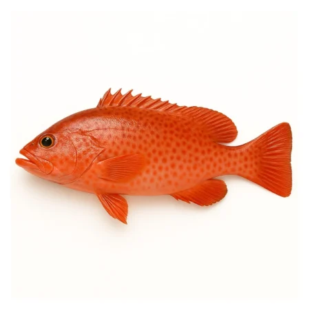Ikan Kerapu Merah (15Kg)