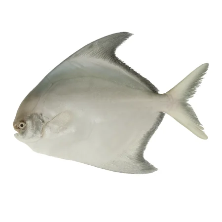 Ikan Bawal Cina - Chinese Pomfret (25Kg)