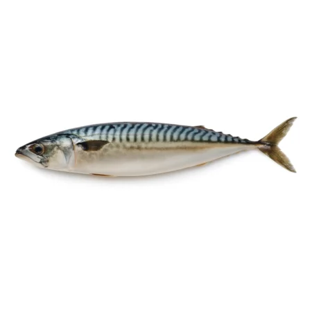 Ikan Saba Mackerel- Saba Mackerel (±20Kg)