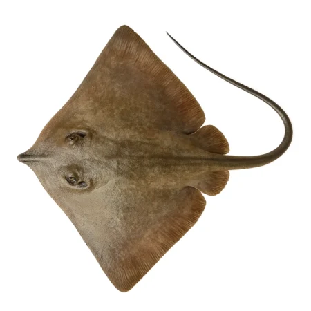 Ikan Pari - Stingrays (15Kg)