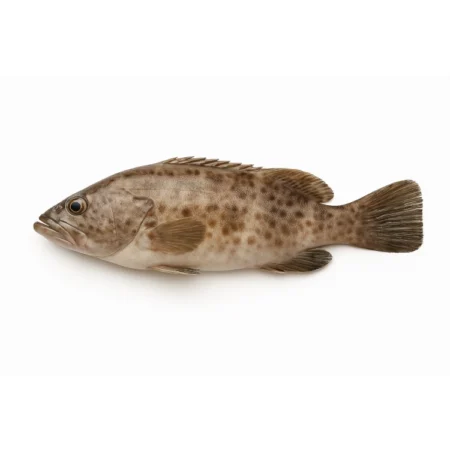Anak Ikan Kerapu (15Kg)