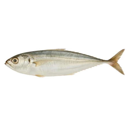 Ikan Cencaru