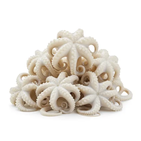 Anak Sotong Kurita - Baby Octopus (3.6Kg)