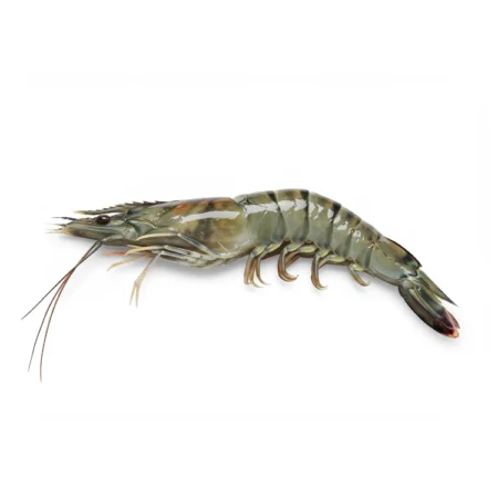 Udang Harimau - Tiger Prawn (12 Peket)