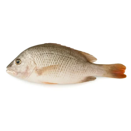 Ikan Jenahak