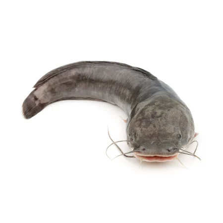 Ikan Keli