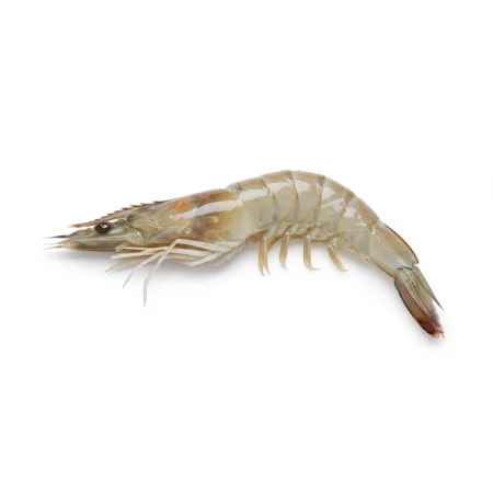 Udang Putih - White Prawn (10Kg)