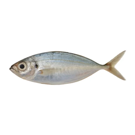 Ikan Lolong