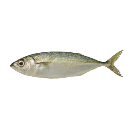 Ikan Mabung
