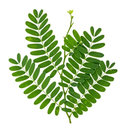 Daun Asam - 5Kg