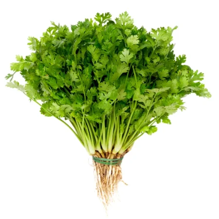 Daun Ketumbar
