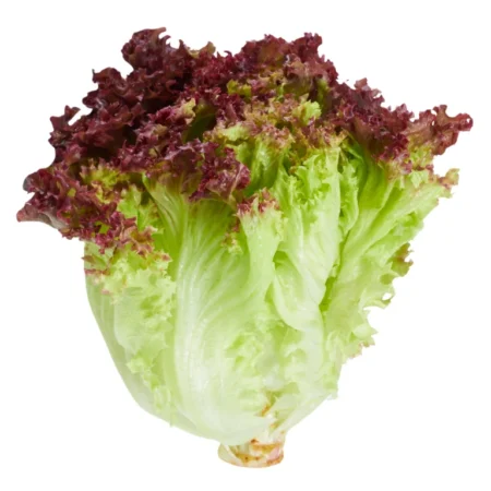Salad Merah - 5 Kg